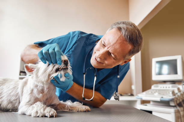 Best Emergency Dental Surgery in Harrisville, WV